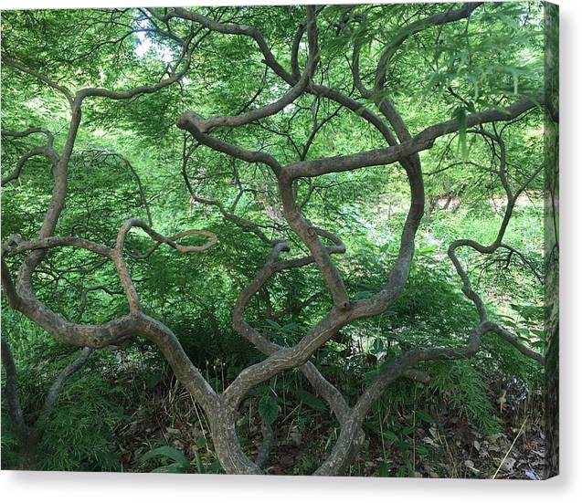 Cascading Japanese Maple - Canvas Print