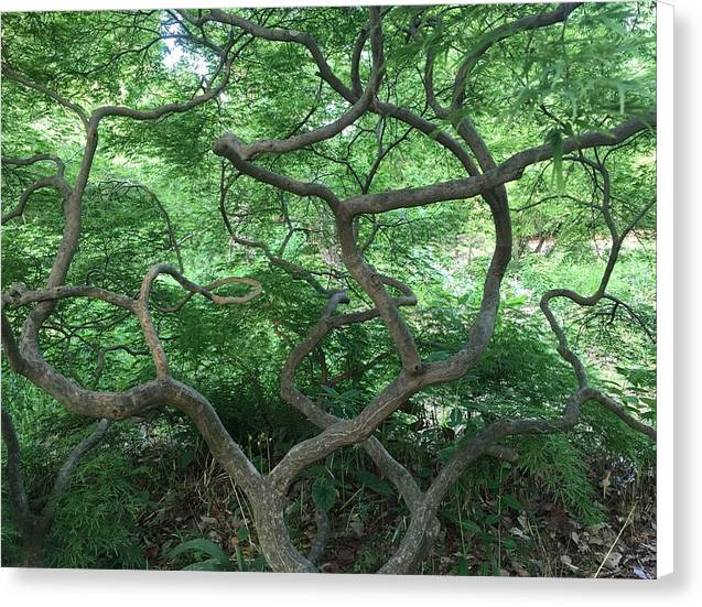 Cascading Japanese Maple - Canvas Print