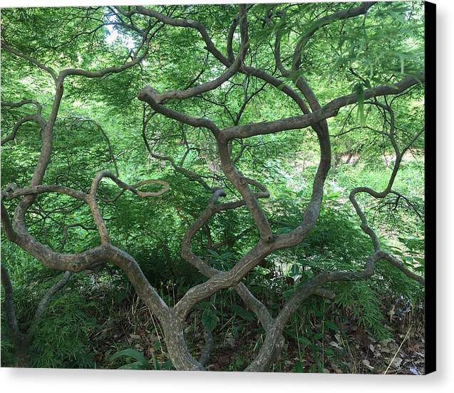 Cascading Japanese Maple - Canvas Print