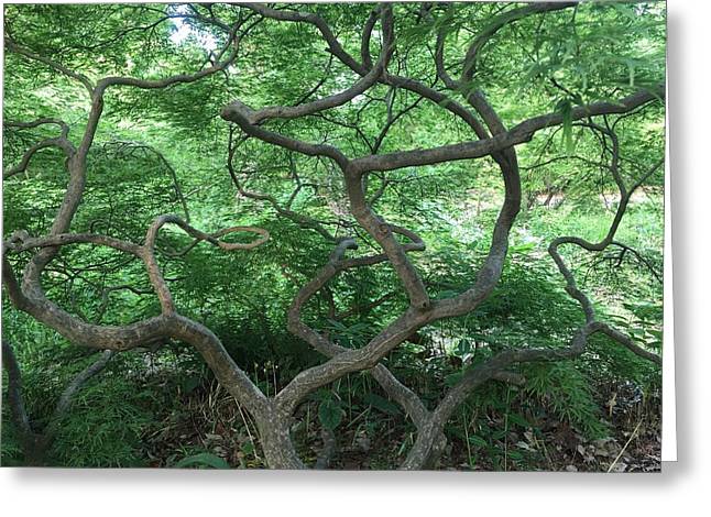 Cascading Japanese Maple - Greeting Card