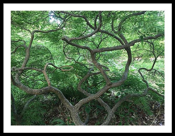 Cascading Japanese Maple - Framed Print