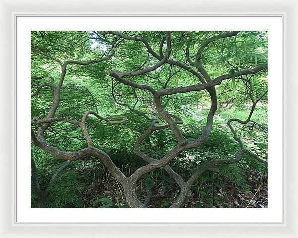 Cascading Japanese Maple - Framed Print