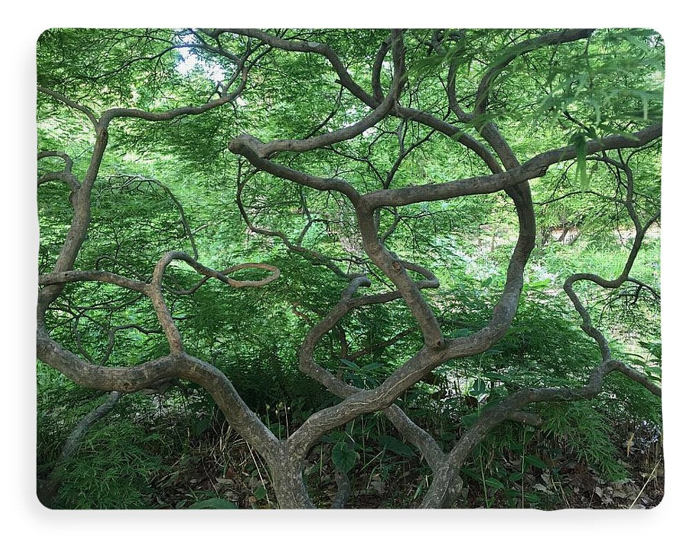 Cascading Japanese Maple - Blanket