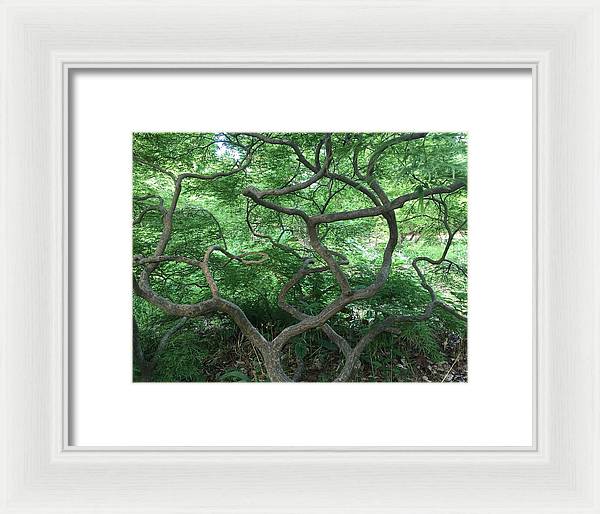 Cascading Japanese Maple - Framed Print