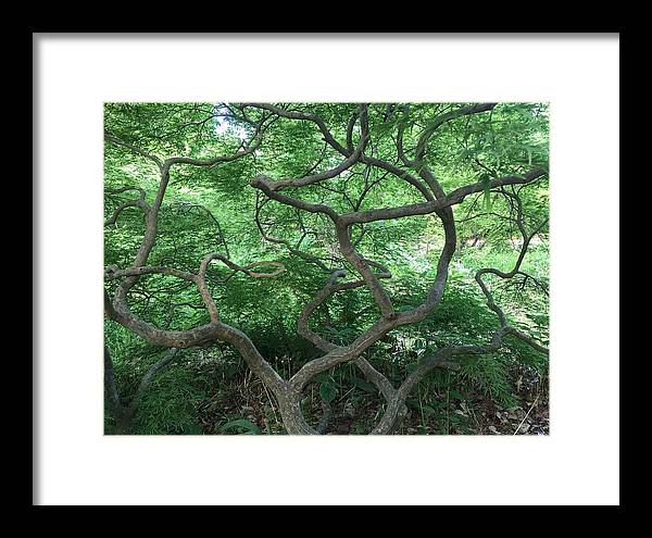 Cascading Japanese Maple - Framed Print