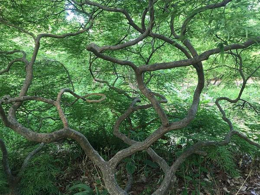 Cascading Japanese Maple - Art Print