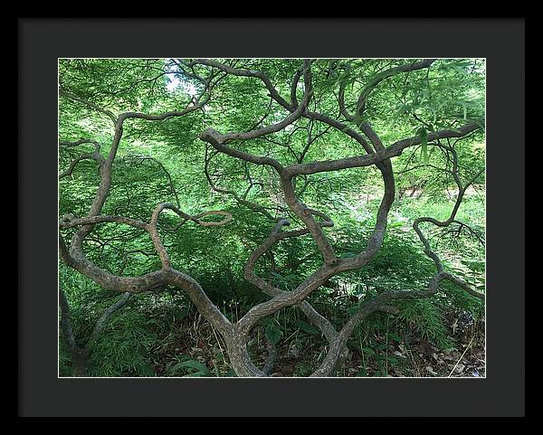 Cascading Japanese Maple - Framed Print