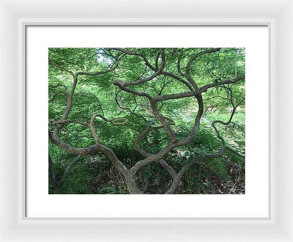 Cascading Japanese Maple - Framed Print