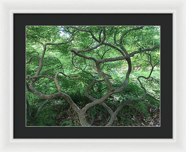 Cascading Japanese Maple - Framed Print