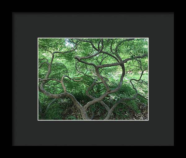 Cascading Japanese Maple - Framed Print