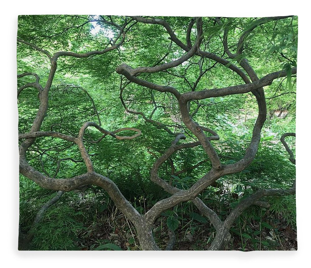 Cascading Japanese Maple - Blanket