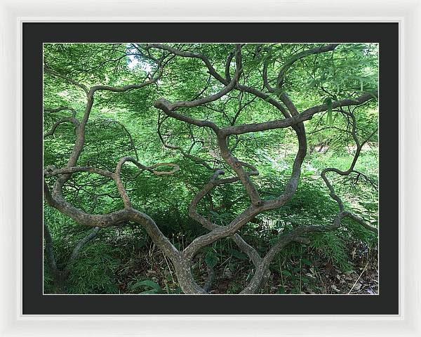 Cascading Japanese Maple - Framed Print