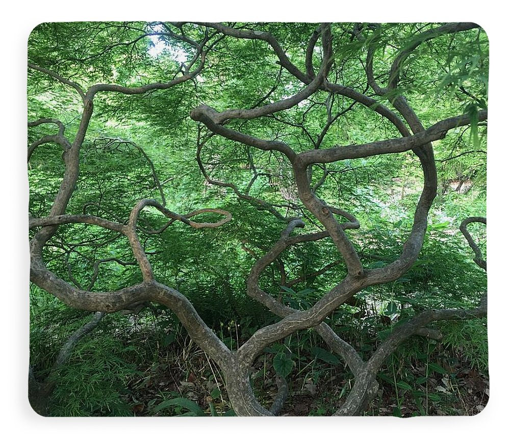 Cascading Japanese Maple - Blanket