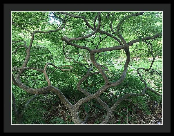 Cascading Japanese Maple - Framed Print