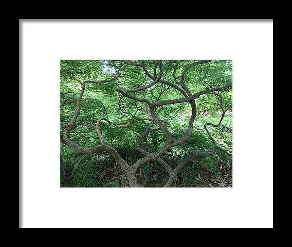 Cascading Japanese Maple - Framed Print