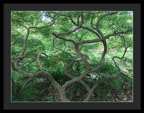 Cascading Japanese Maple - Framed Print