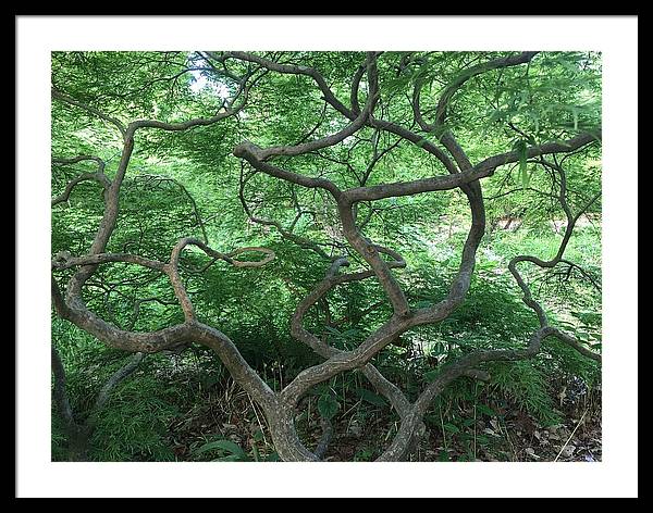 Cascading Japanese Maple - Framed Print