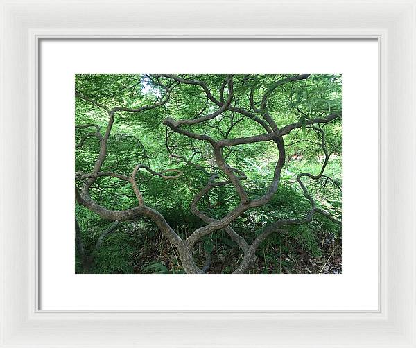 Cascading Japanese Maple - Framed Print