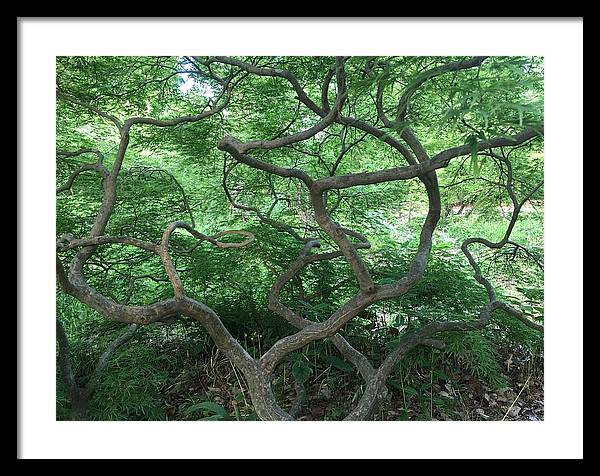 Cascading Japanese Maple - Framed Print