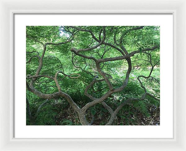 Cascading Japanese Maple - Framed Print