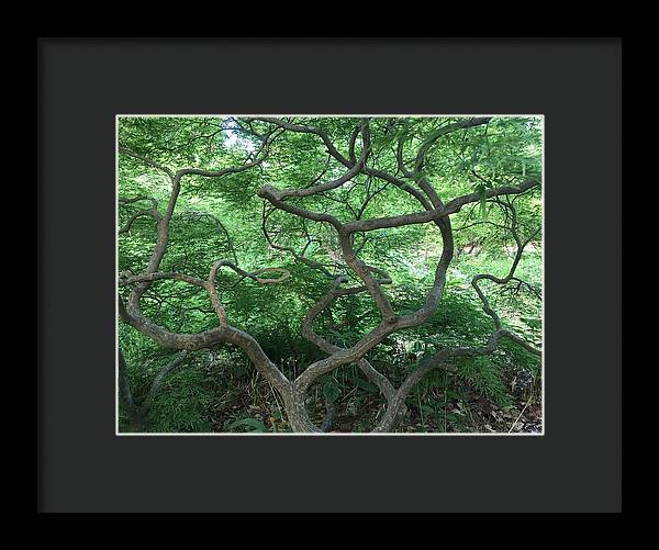 Cascading Japanese Maple - Framed Print