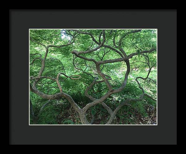 Cascading Japanese Maple - Framed Print