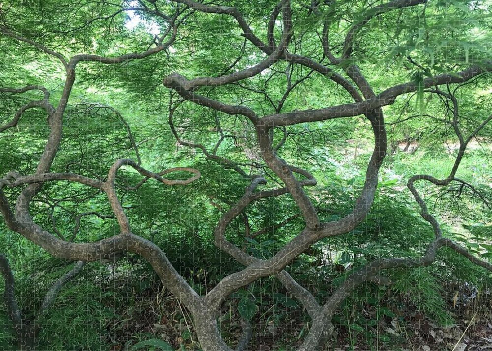 Cascading Japanese Maple - Puzzle