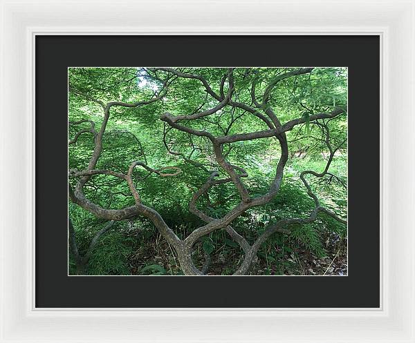 Cascading Japanese Maple - Framed Print