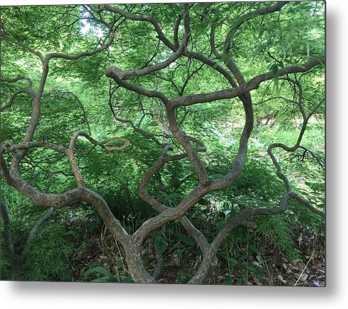 Cascading Japanese Maple - Metal Print