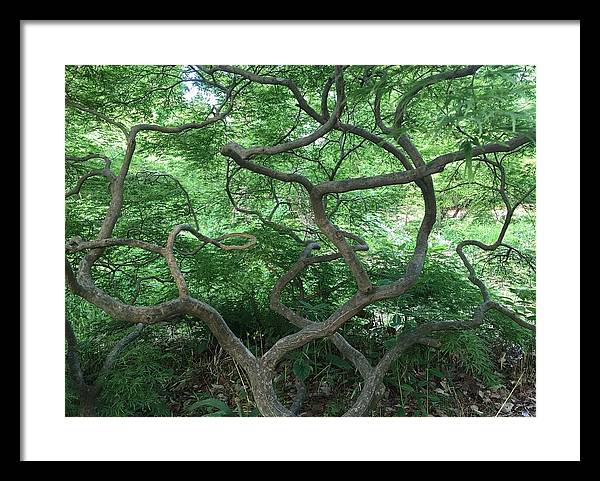 Cascading Japanese Maple - Framed Print