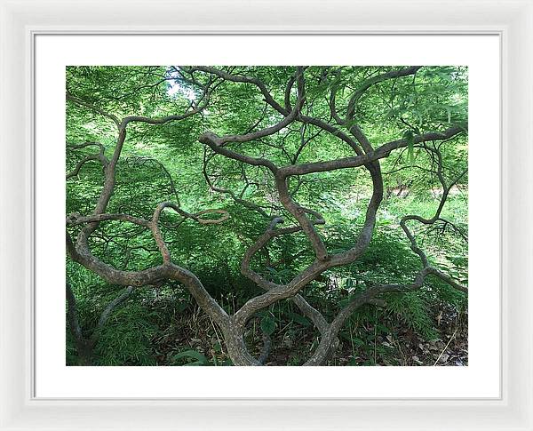 Cascading Japanese Maple - Framed Print