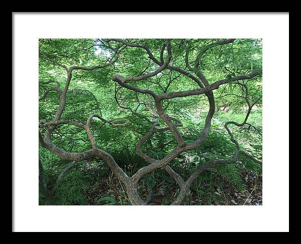 Cascading Japanese Maple - Framed Print