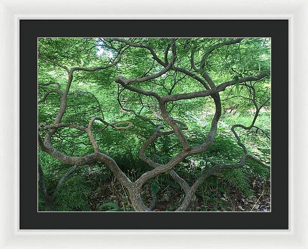 Cascading Japanese Maple - Framed Print