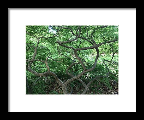 Cascading Japanese Maple - Framed Print