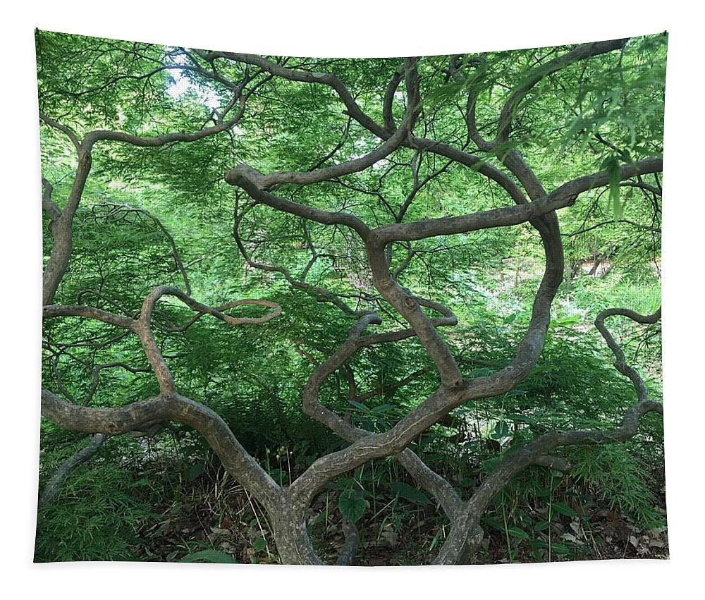 Cascading Japanese Maple - Tapestry