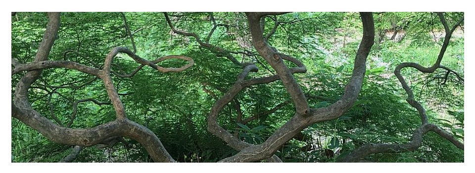 Cascading Japanese Maple - Yoga Mat