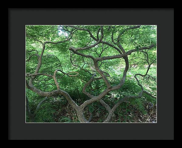 Cascading Japanese Maple - Framed Print