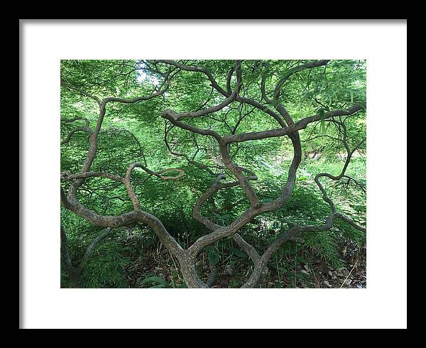 Cascading Japanese Maple - Framed Print