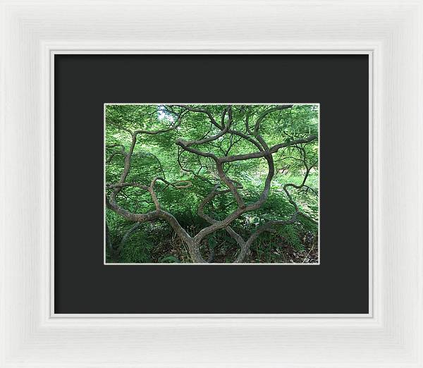 Cascading Japanese Maple - Framed Print