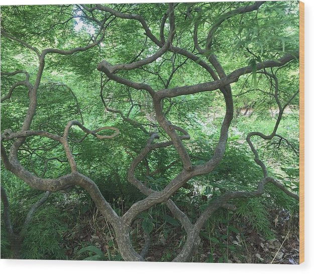 Cascading Japanese Maple - Wood Print