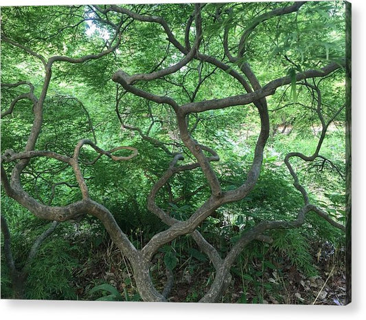 Cascading Japanese Maple - Acrylic Print