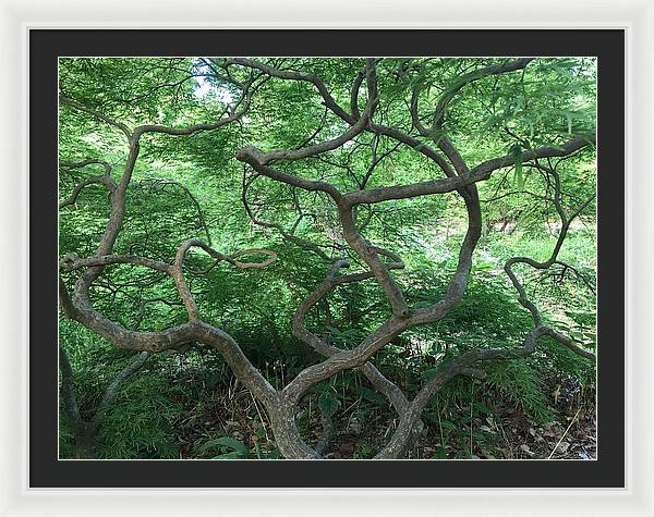 Cascading Japanese Maple - Framed Print