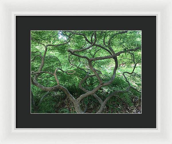 Cascading Japanese Maple - Framed Print