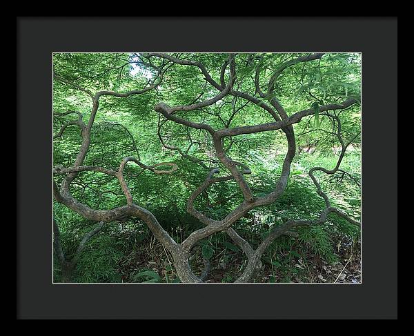 Cascading Japanese Maple - Framed Print