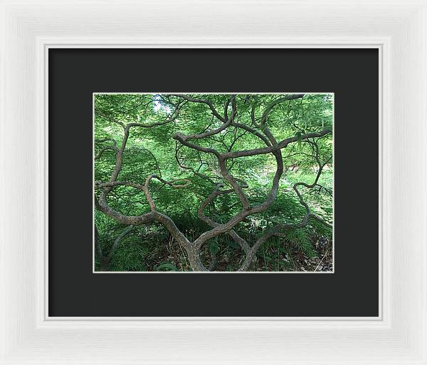 Cascading Japanese Maple - Framed Print