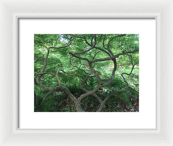 Cascading Japanese Maple - Framed Print