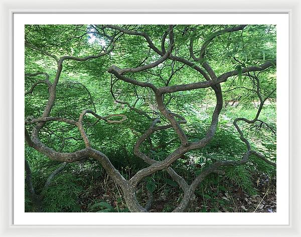 Cascading Japanese Maple - Framed Print