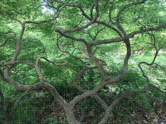 Cascading Japanese Maple - Puzzle