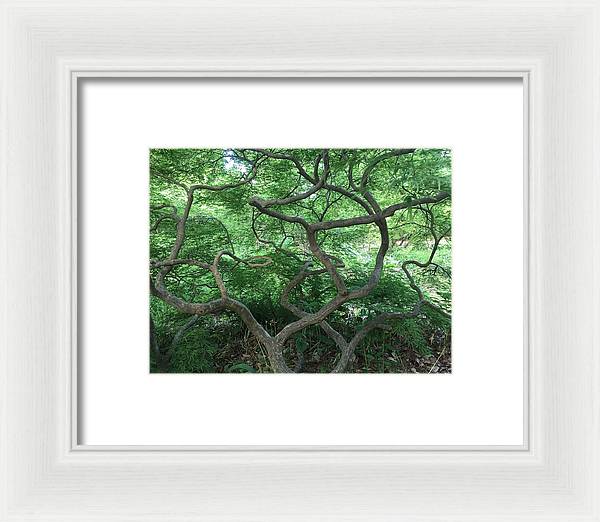 Cascading Japanese Maple - Framed Print