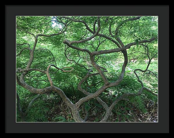 Cascading Japanese Maple - Framed Print